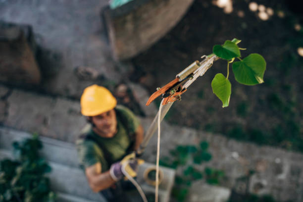 Tree Root Removal in Fort Dick, CA